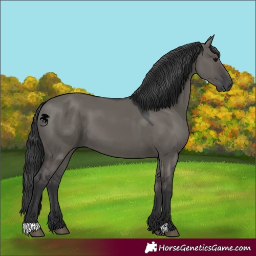 Horse Color:Grullo 