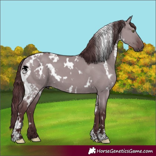 Horse Color:White Spotted Chocolate Grullo Chinchilla 