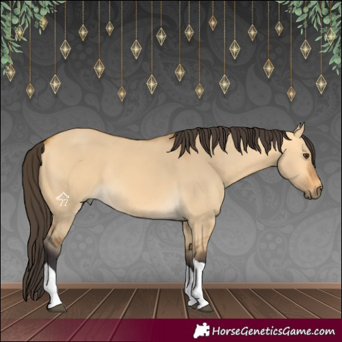 Horse Color:Buckskin Dun Tobiano 
