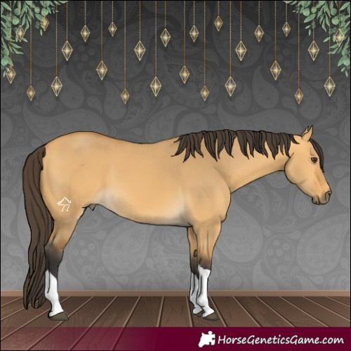 Horse Color:Buckskin Dun Tobiano 