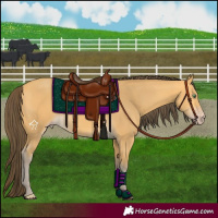 Horse Color:Amber Cream Champagne 