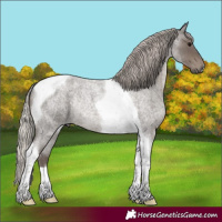 Horse Color:Silver Blue Roan Tobiano Rabicano