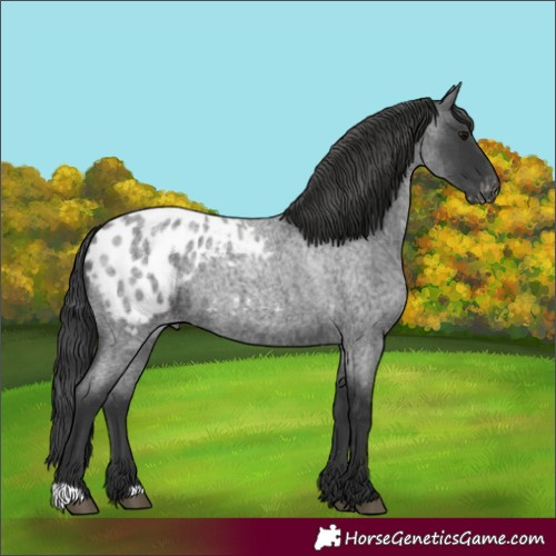 Horse Color:Blue Roan Blanket 