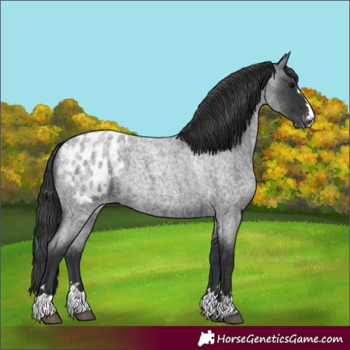 Horse Color:Blue Roan Appaloosa 