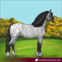 Horse Color:Blue Roan Appaloosa