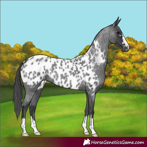 Horse Color:Blue Roan Near Leopard