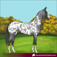 Horse Color:Blue Roan Near Leopard 