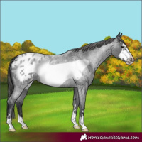 Horse Color:Blue Roan Frame Appaloosa
