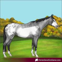 Horse Color:Blue Roan Frame Appaloosa 