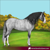 Horse Color:Unknown 