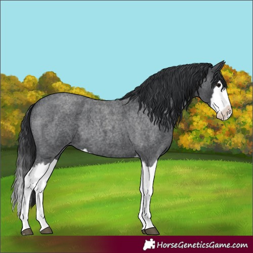 Horse Color:Unknown 