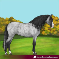 Horse Color:Unknown 