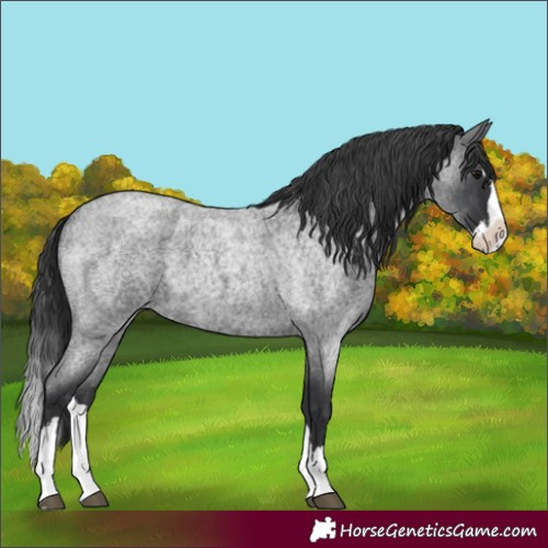 Horse Color:Unknown 