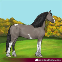 Horse Color:Grullo Tobiano