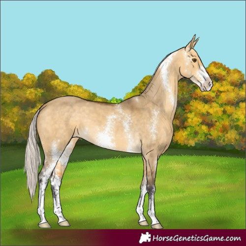 Horse Color:Silver Buckskin Dun Sabino