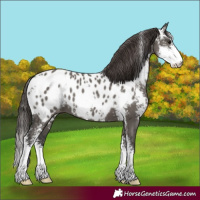 Horse Color:Grullo Sabino Appaloosa 