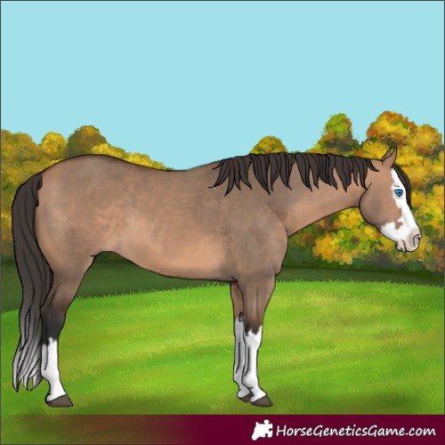 Horse Color:Bay Dun Splash