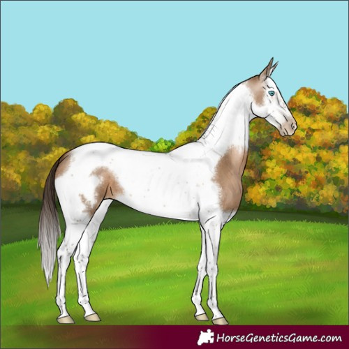 Horse Color:Gray Bay Pearl Dun Splash Tobiano Frame