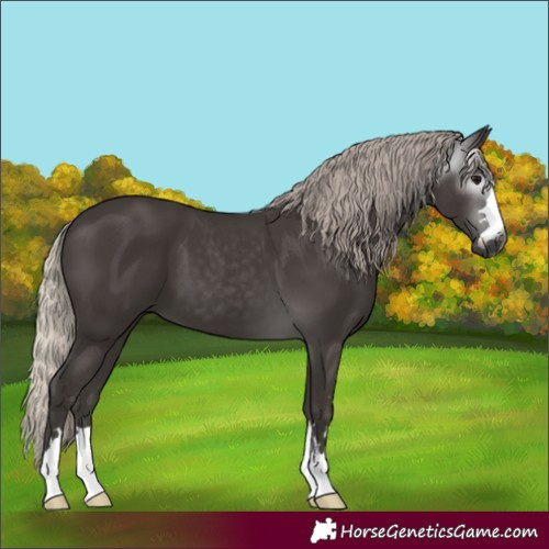 Horse Color:Gray Silver Black 