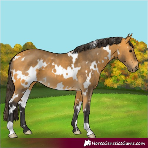 Horse Color:White Spotted Buckskin