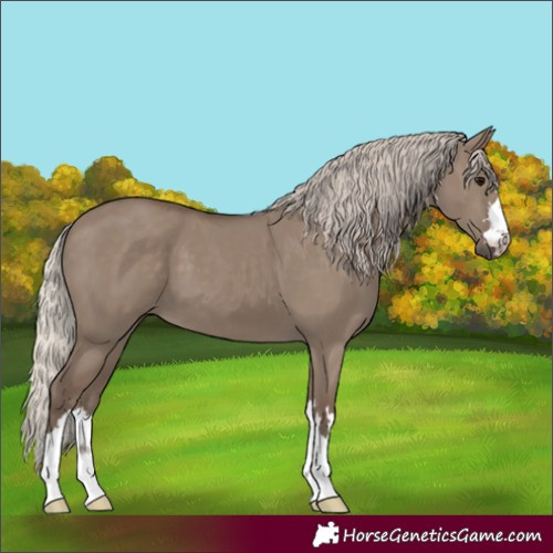 Horse Color:Silver Grullo 