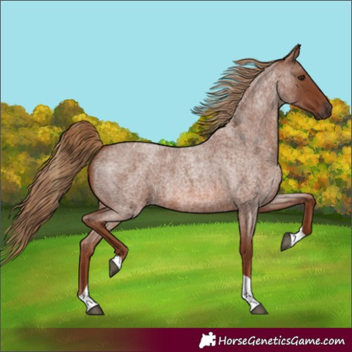 Horse Color:Red Roan Tobiano 