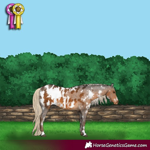 Horse Color:White Spotted Chocolate Palomino Appaloosa 