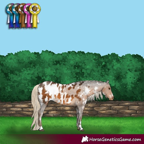 Horse Color:White Spotted Chocolate Palomino Blanket 