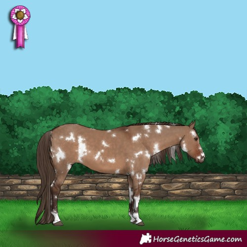 Horse Color:White Spotted Liver Red Dun 