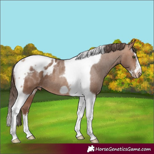 Horse Color:Sable Champagne Splash Tobiano Frame Appaloosa Rabicano