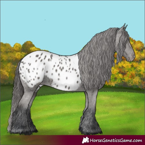 Horse Color:Black Appaloosa 