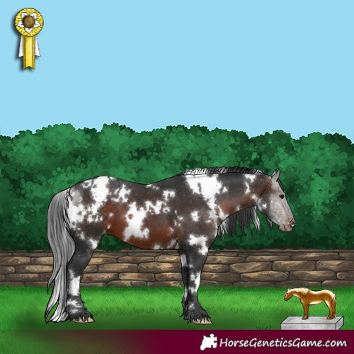 Horse Color:White Spotted Brown Varnish 