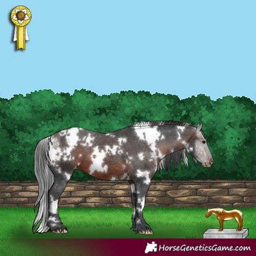 Horse Color:White Spotted Brown Appaloosa 