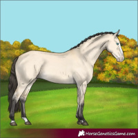 Horse Color:Buckskin Dun Splash 