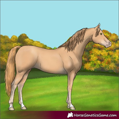 Horse Color:Gold Champagne 