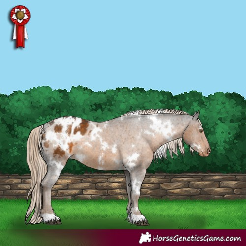 Horse Color:White Spotted Chocolate Palomino Appaloosa 