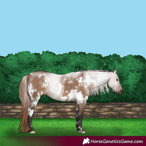 Horse Color:White Spotted Liver Red Dun 