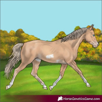 Horse Color:Gold Champagne Tobiano Frame 
