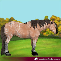 Horse Color:Void Bay Ice
