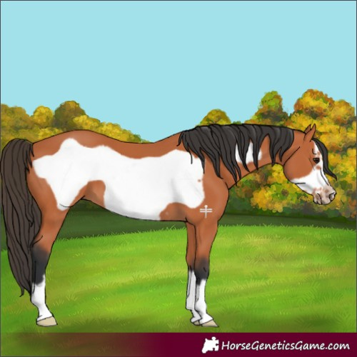 Horse Color:Bay Frame 