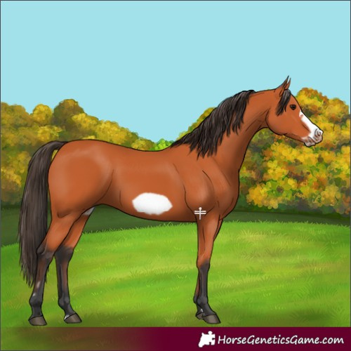 Horse Color:Bay Frame 