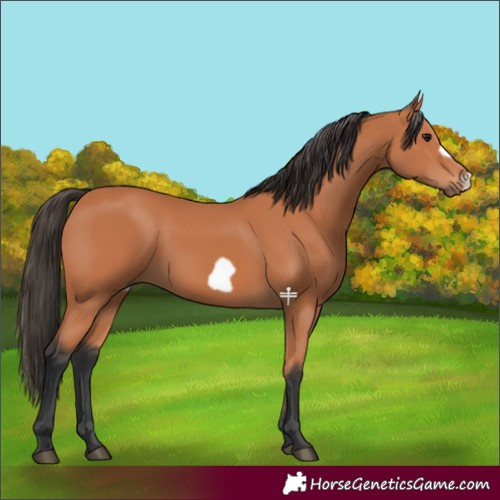 Horse Color:Bay Frame 
