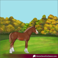 Horse Color:Chestnut 