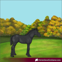 Horse Color:Black 