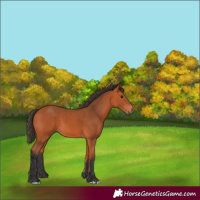 Horse Color:Bay 