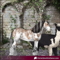 Horse Color:Bay Dun Sabino 