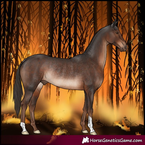 Horse Color:Liver Chestnut Rabicano