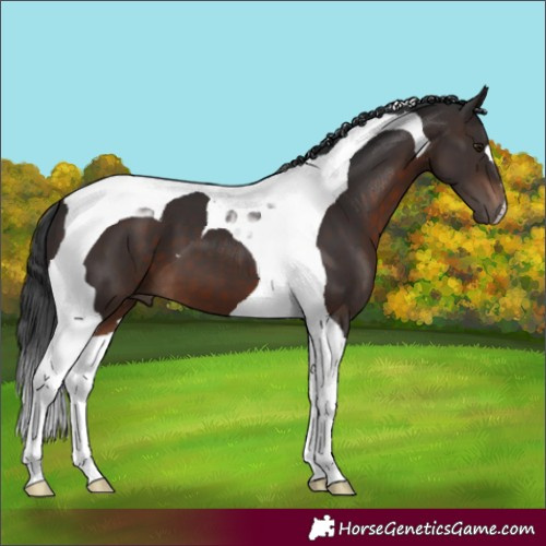 Horse Color:Brown Tobiano 