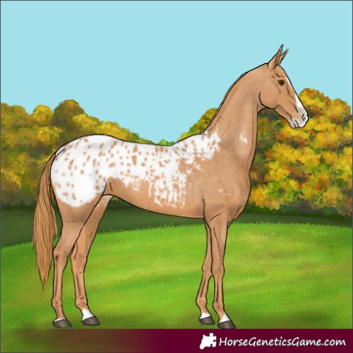 Horse Color:Chestnut Splash Appaloosa 