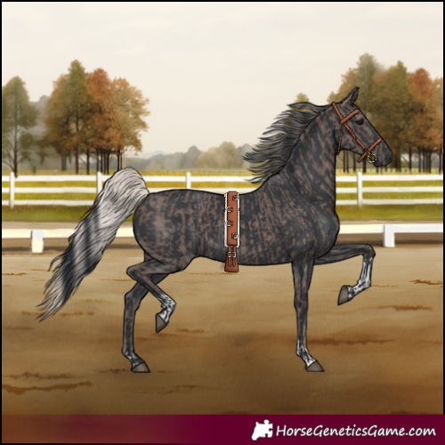 Horse Color:Silver Black Tobiano  and Black 